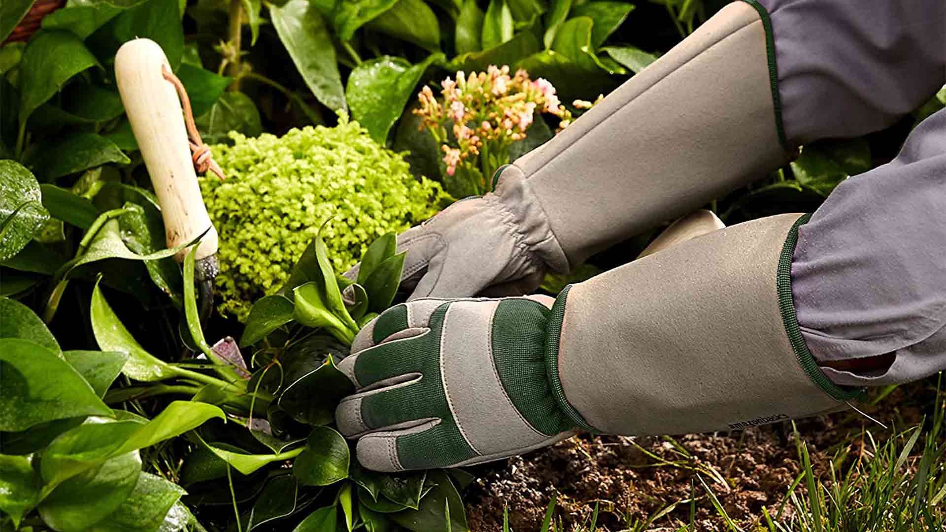 Immagine di Migliori guanti da giardinaggio settembre 2023